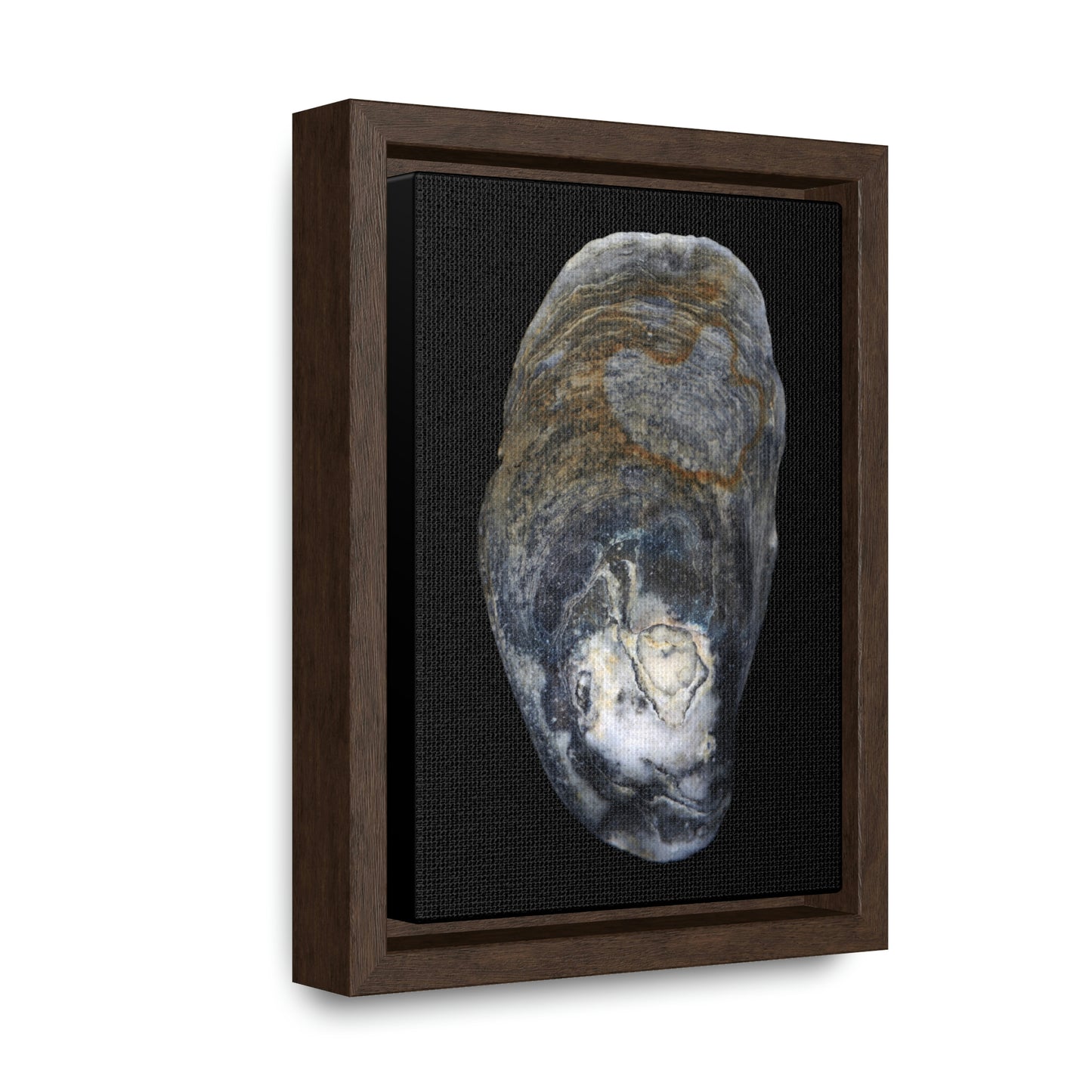 Oyster Shell Blue Right Exterior | Framed Canvas | Black Background