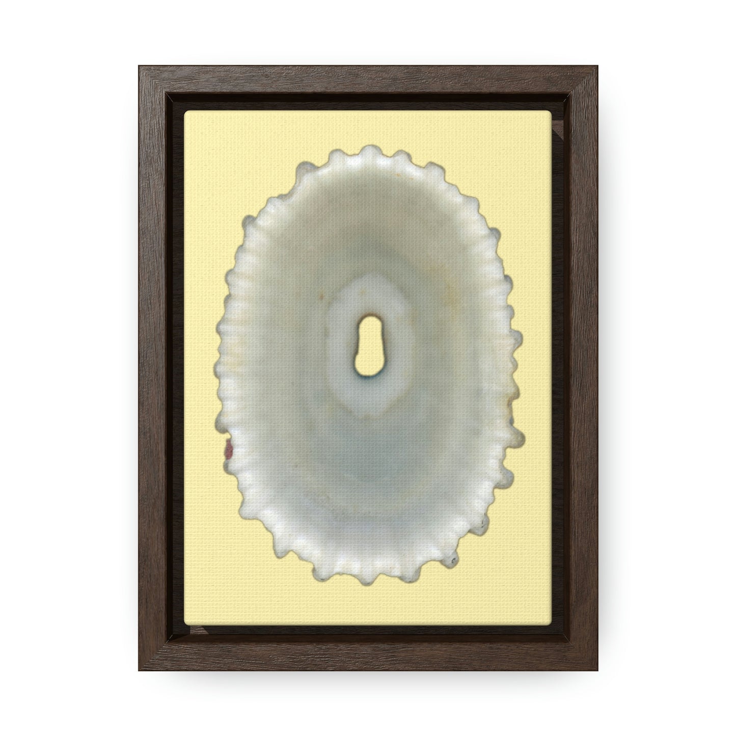 Keyhole Limpet Shell White Interior | Framed Canvas | Sunshine Background