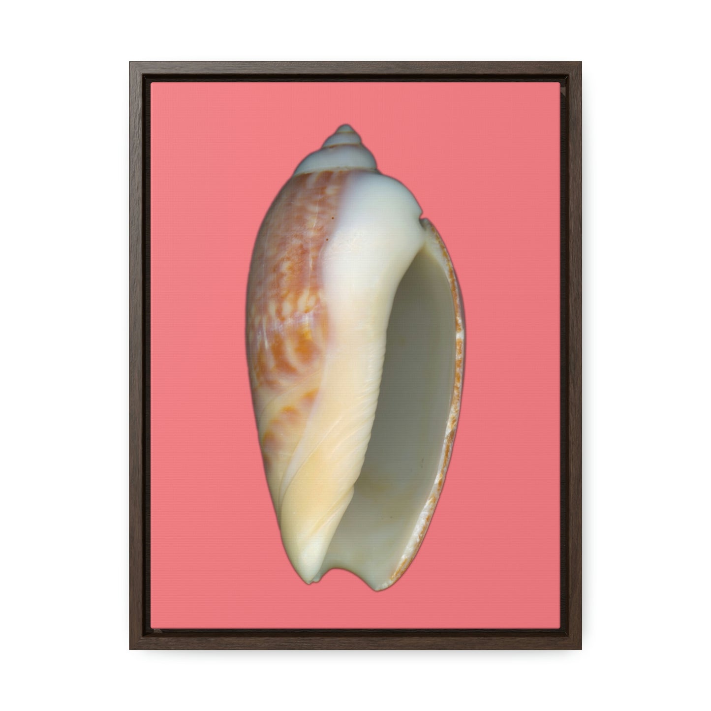 Olive Snail Shell Brown Apertural | Framed Canvas | Salmon Background