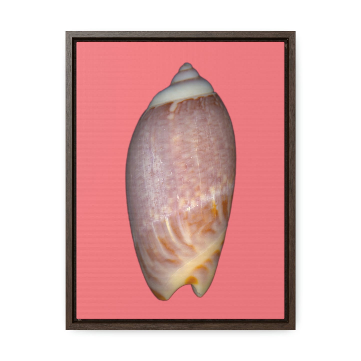 Olive Snail Shell Brown Dorsal | Framed Canvas | Salmon Background