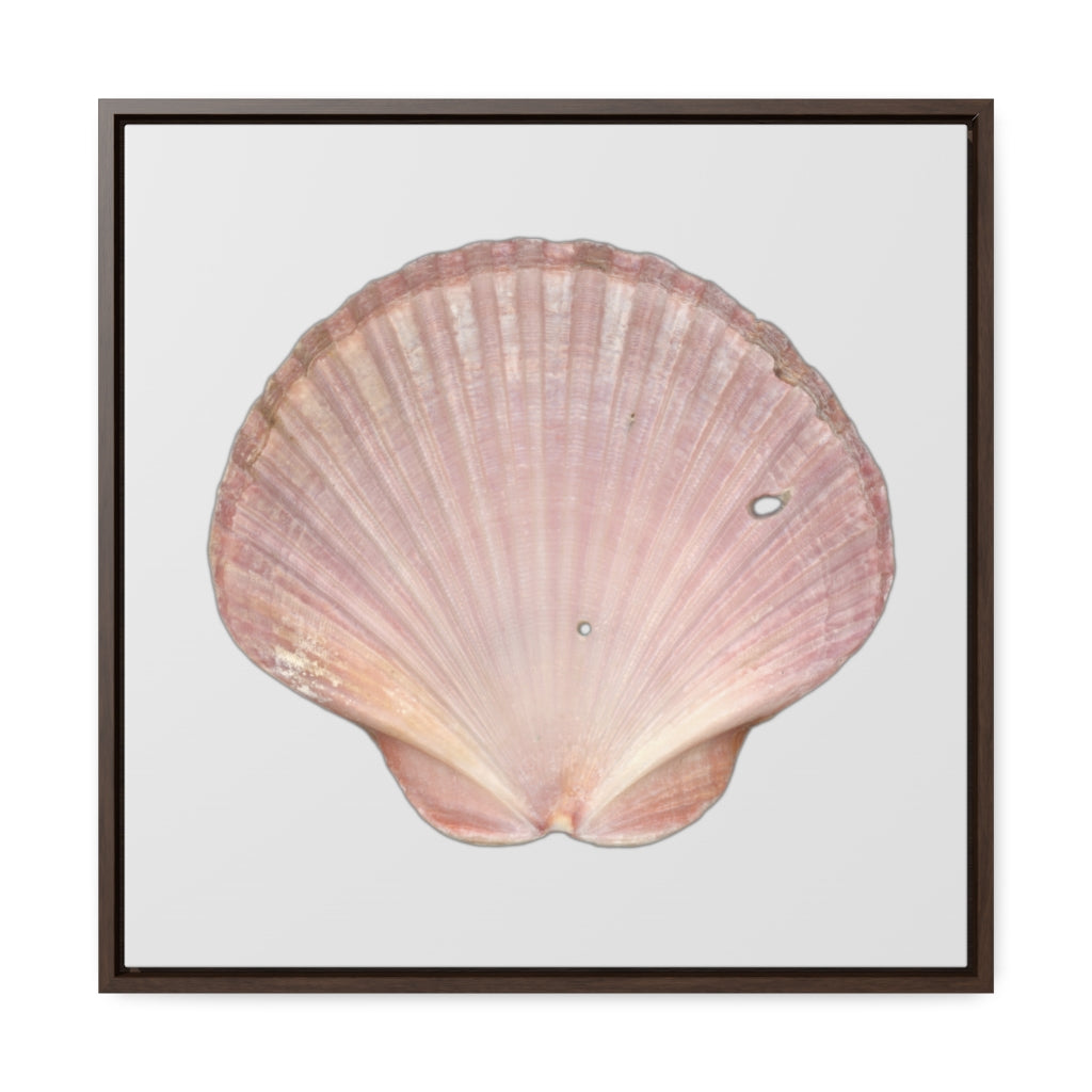 Scallop Shell Magenta Left Interior | Framed Canvas | Silver Background