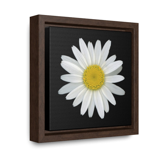 Shasta Daisy Flower White | Framed Canvas | Black Background