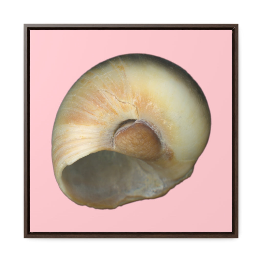 Moon Snail Shell Blue Umbilical | Framed Canvas | Pink Background