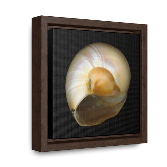 Moon Snail Shell Shark's Eye Umbilical | Framed Canvas | Black Background