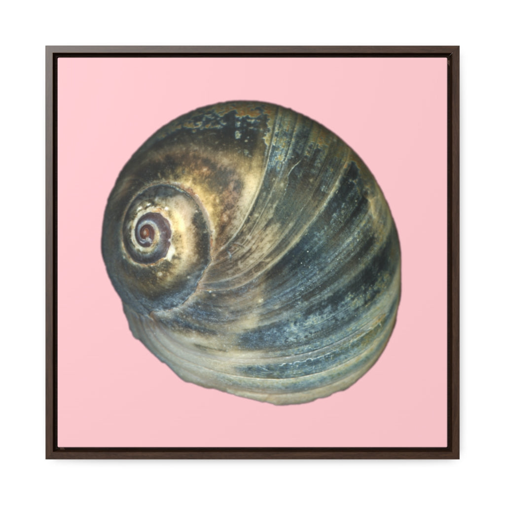 Moon Snail Shell Blue Apical | Framed Canvas | Pink Background