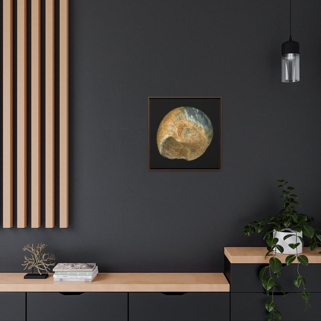 Moon Snail Shell Black & Rust Umbilical | Framed Canvas | Black Background