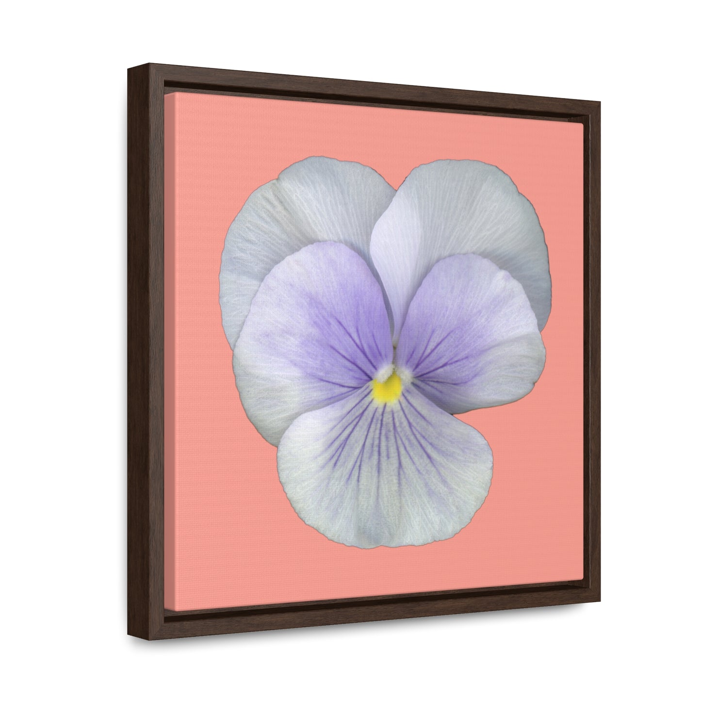 Pansy Viola Flower Lavender | Framed Canvas | Flamingo Pink Background