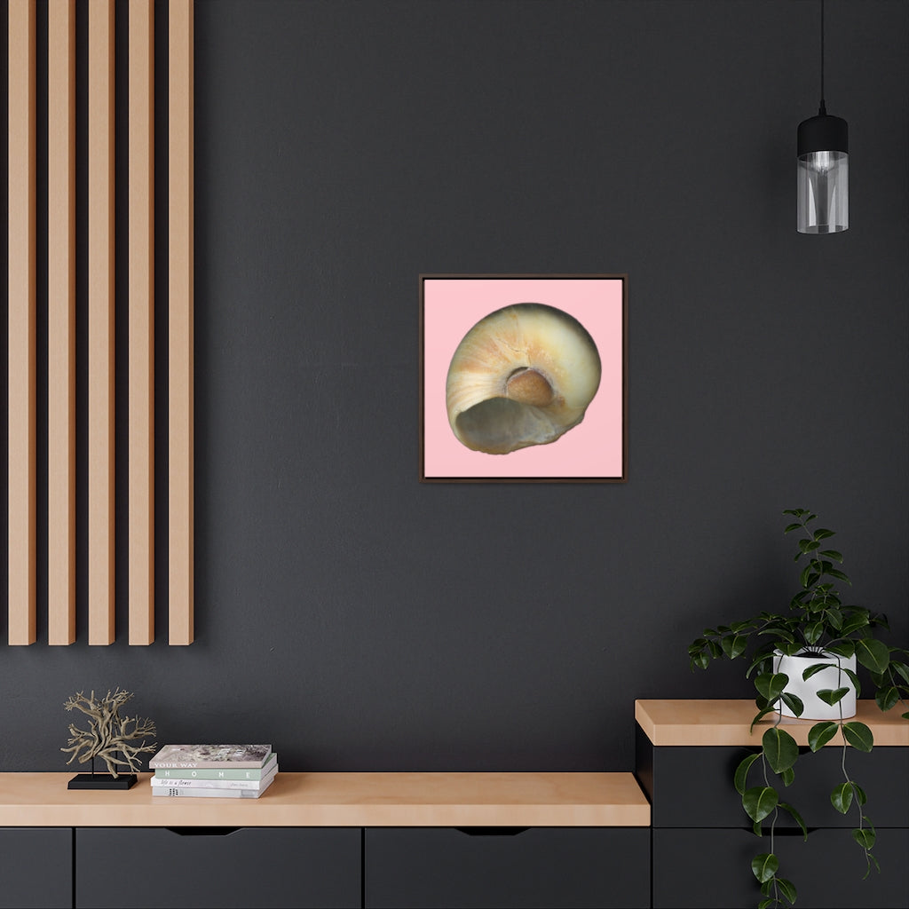 Moon Snail Shell Blue Umbilical | Framed Canvas | Pink Background