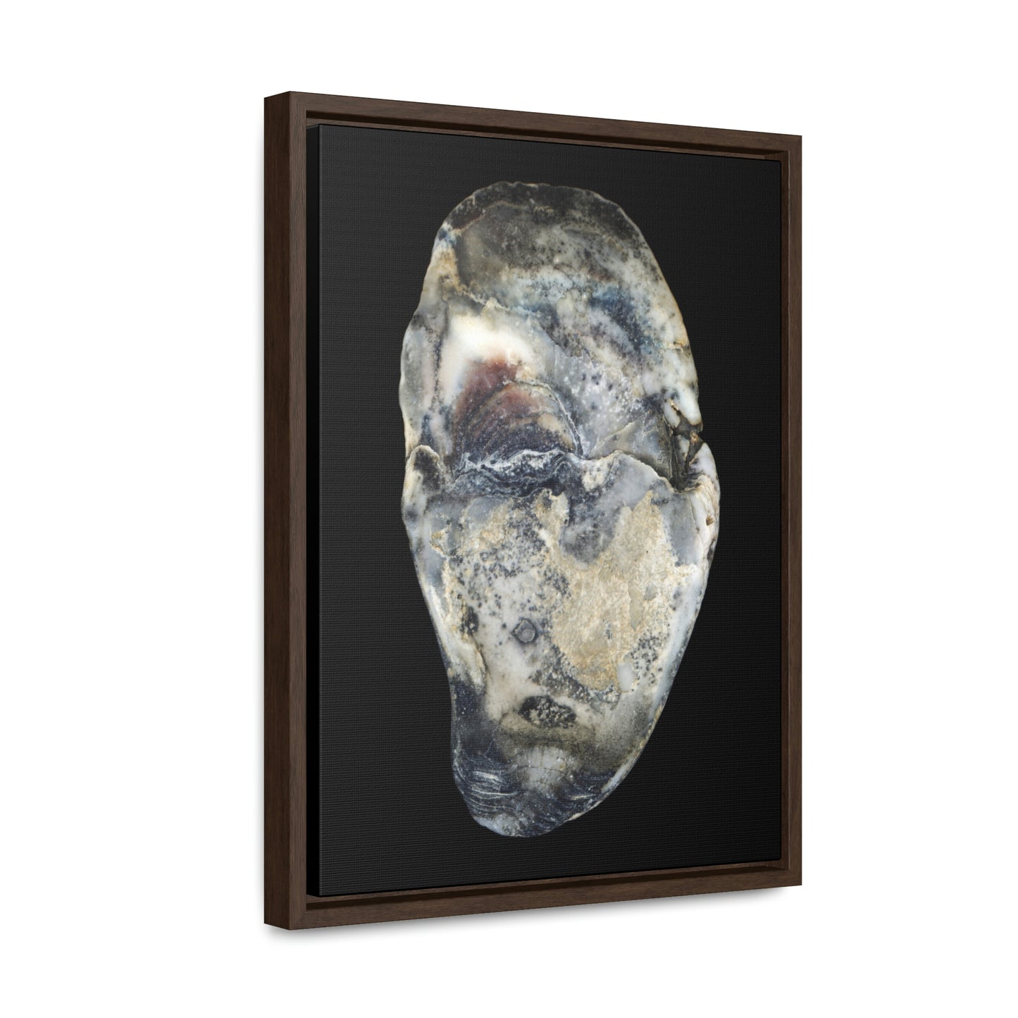 Oyster Shell Blue Right Interior | Framed Canvas | Black Background