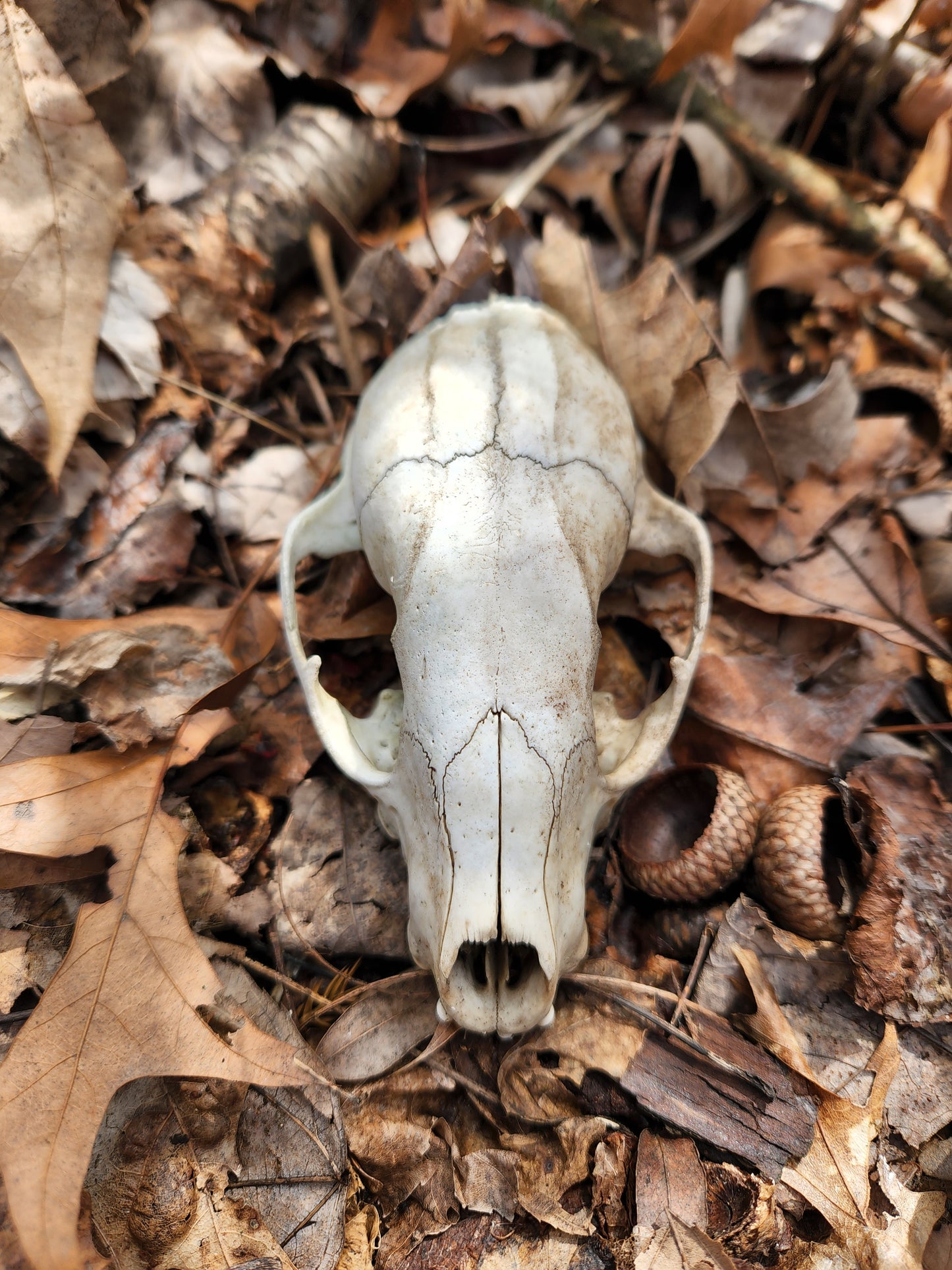 Raccoon Skull Superior | Pinback Button | 1in