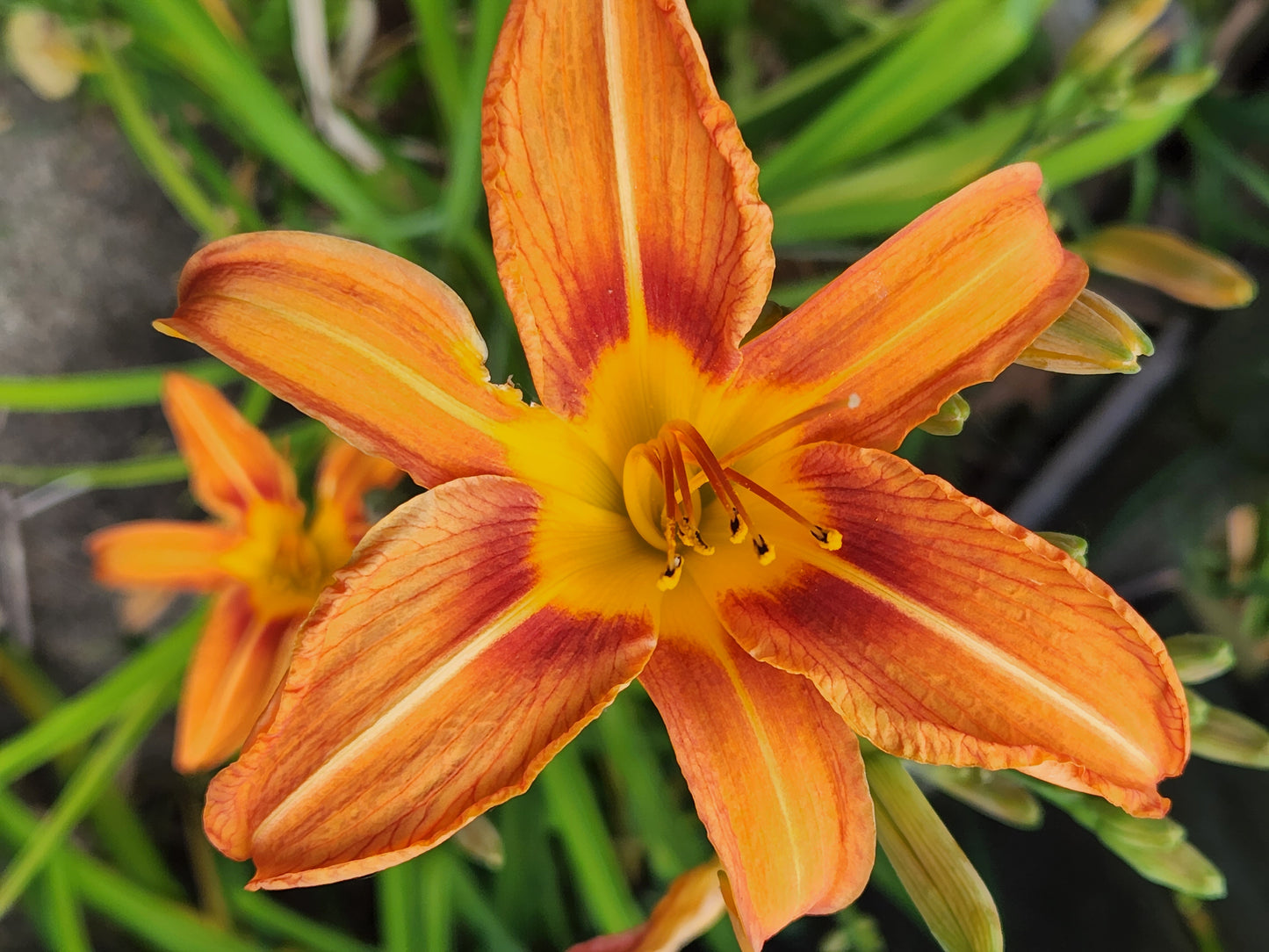 Orange Daylily Flower | Tote Bag | Large | Lavender