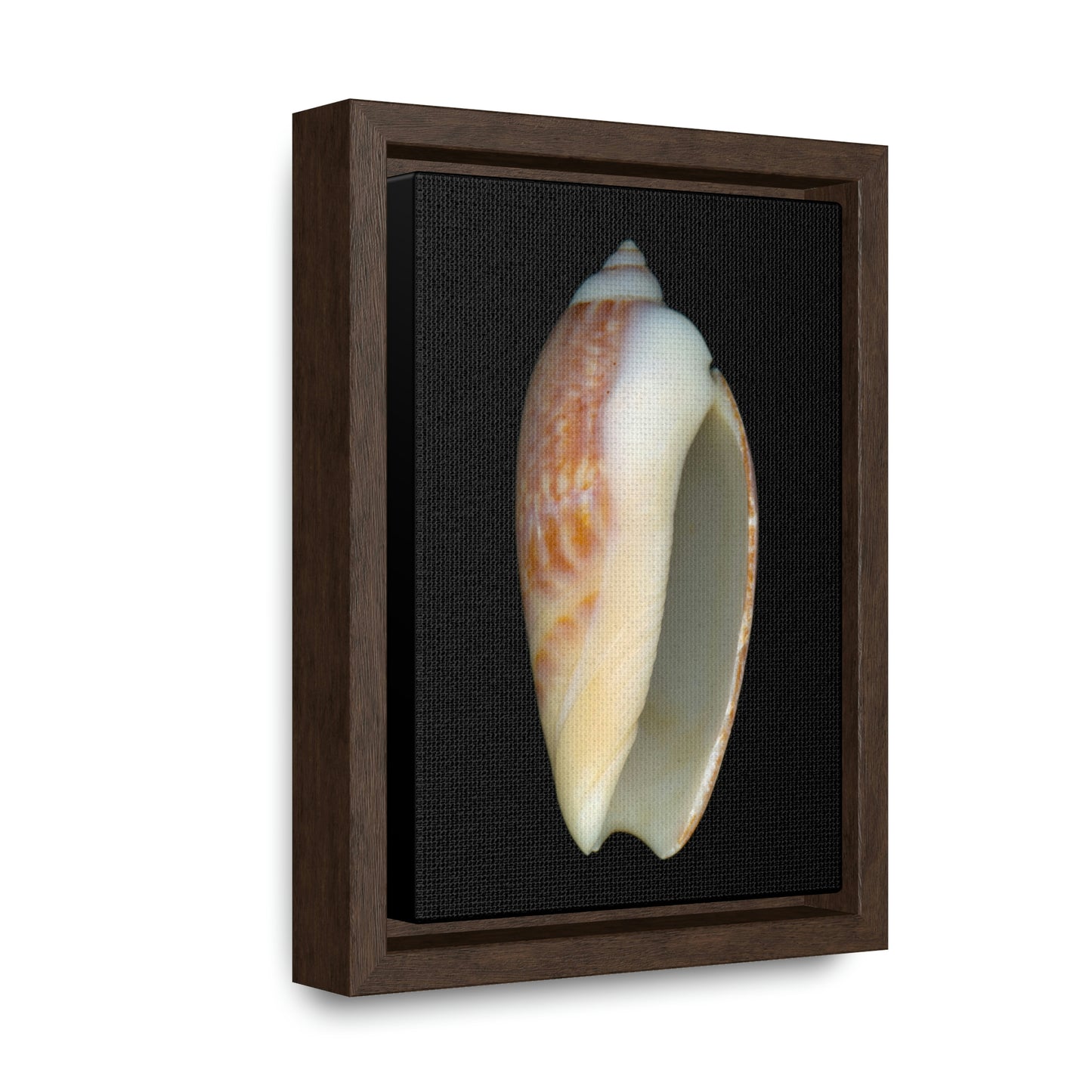 Olive Snail Shell Brown Apertural | Framed Canvas | Black Background