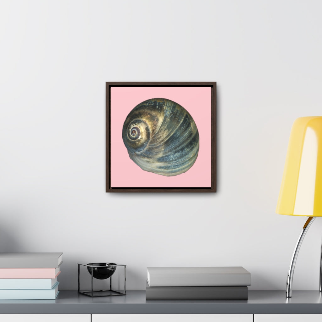 Moon Snail Shell Blue Apical | Framed Canvas | Pink Background