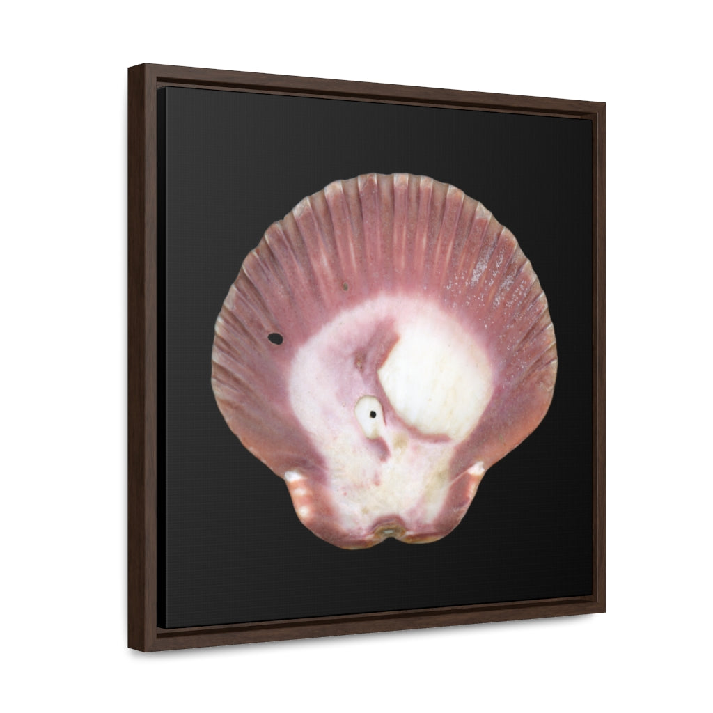 Scallop Shell Magenta Left Exterior | Framed Canvas | Black Background