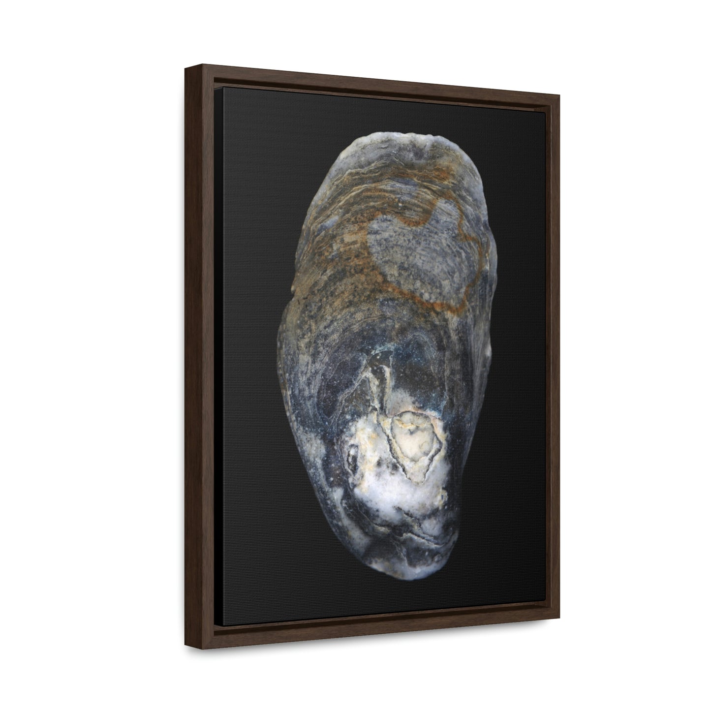 Oyster Shell Blue Right Exterior | Framed Canvas | Black Background