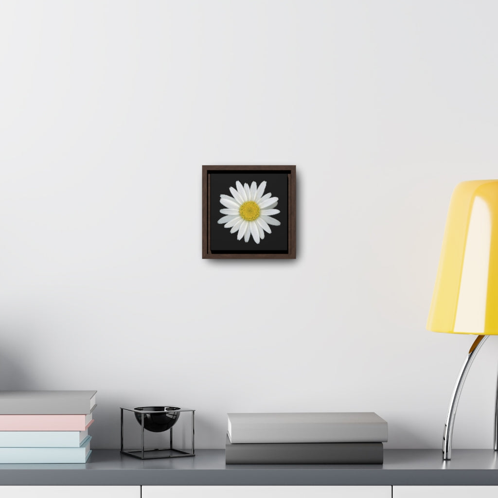 Shasta Daisy Flower White | Framed Canvas | Black Background