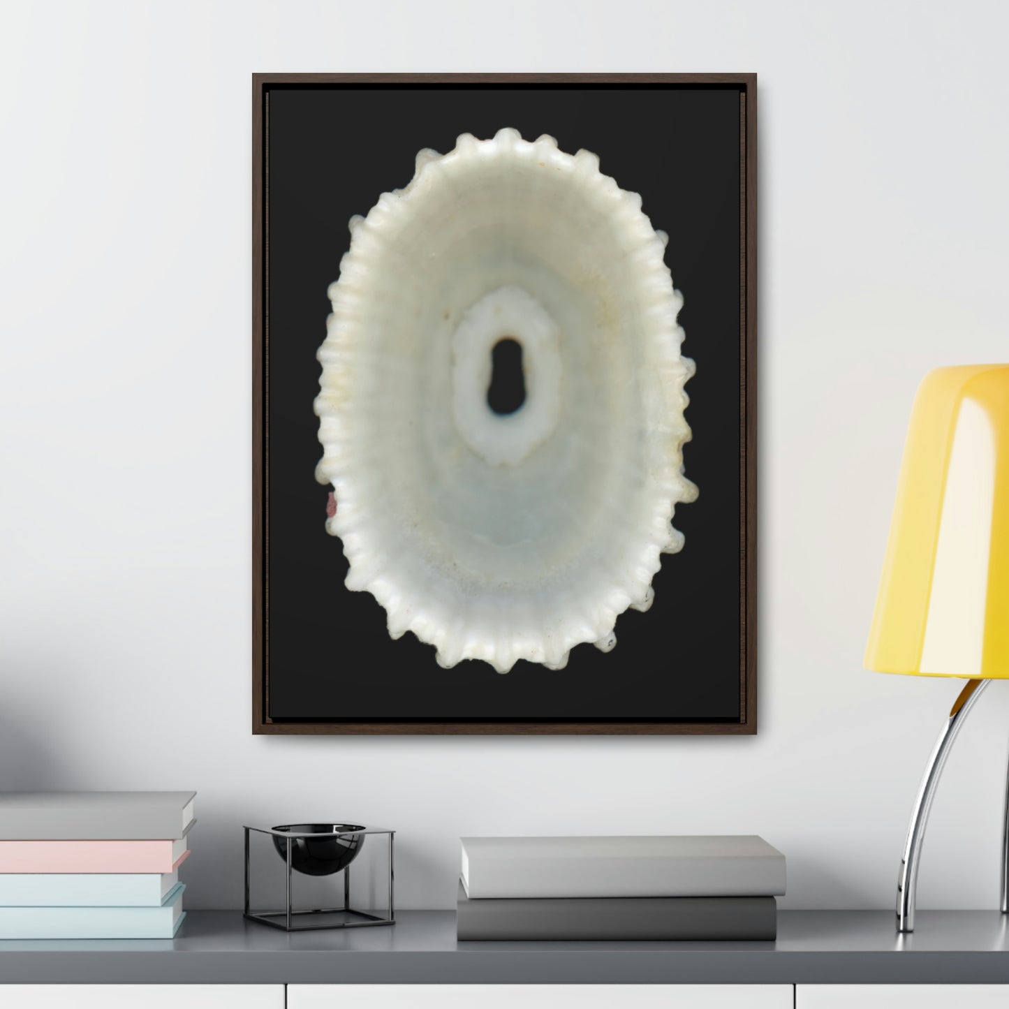 Keyhole Limpet Shell White Interior | Framed Canvas | Black Background