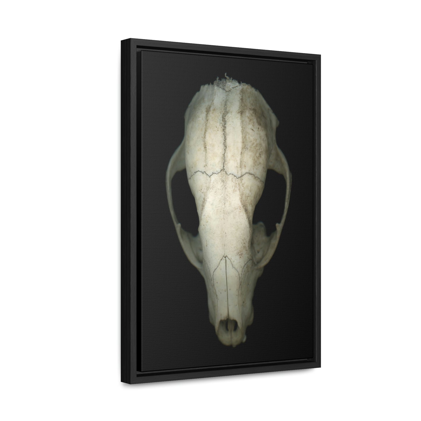 Raccoon Skull Superior by Matteo | Framed Wrap Canvas | Black Background