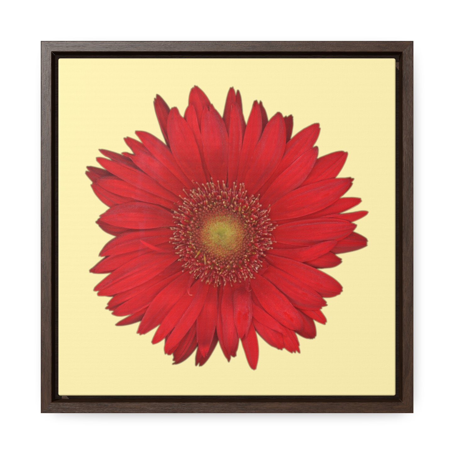 Gerbera Daisy Flower Red | Framed Canvas | Sunshine Background