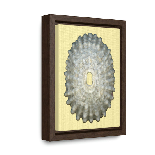 Keyhole Limpet Shell White Exterior | Framed Canvas | Sunshine Background