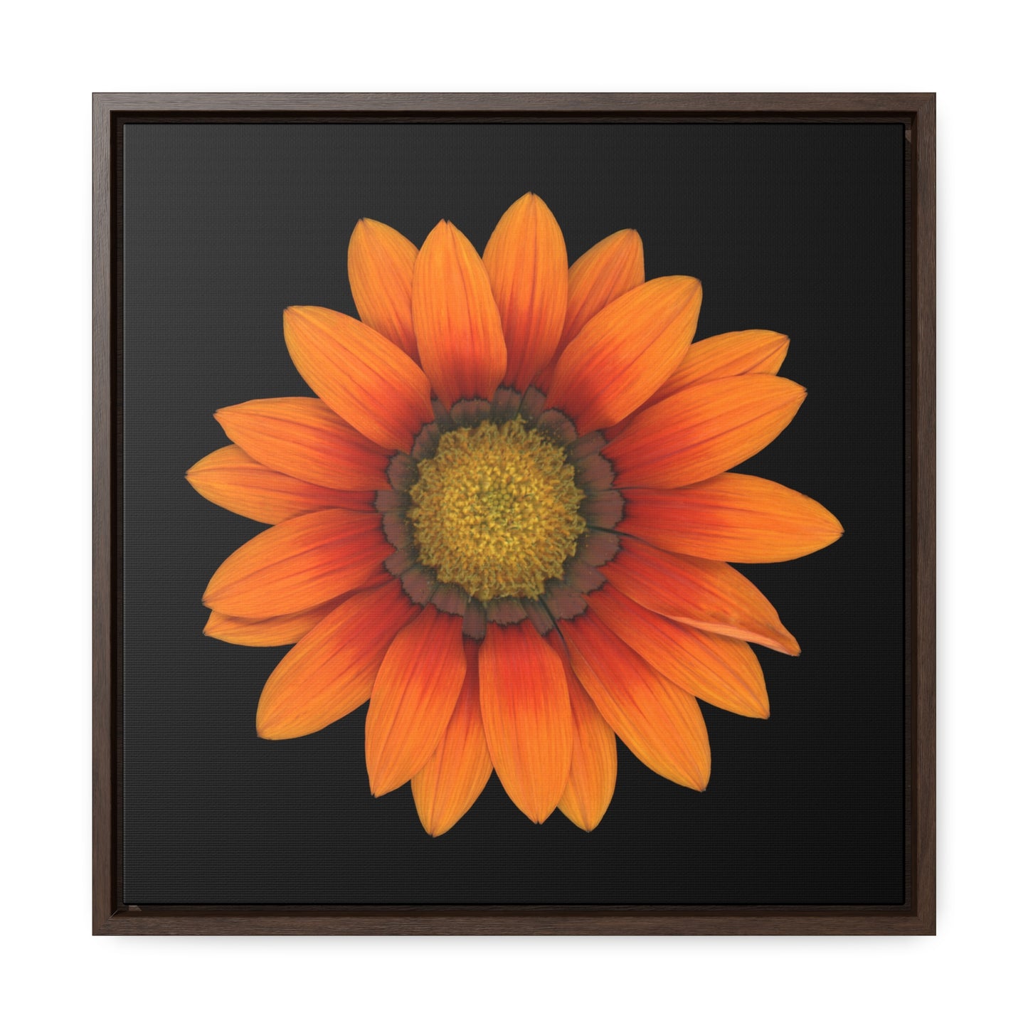 Gazania Flower Orange | Framed Canvas | Black Background