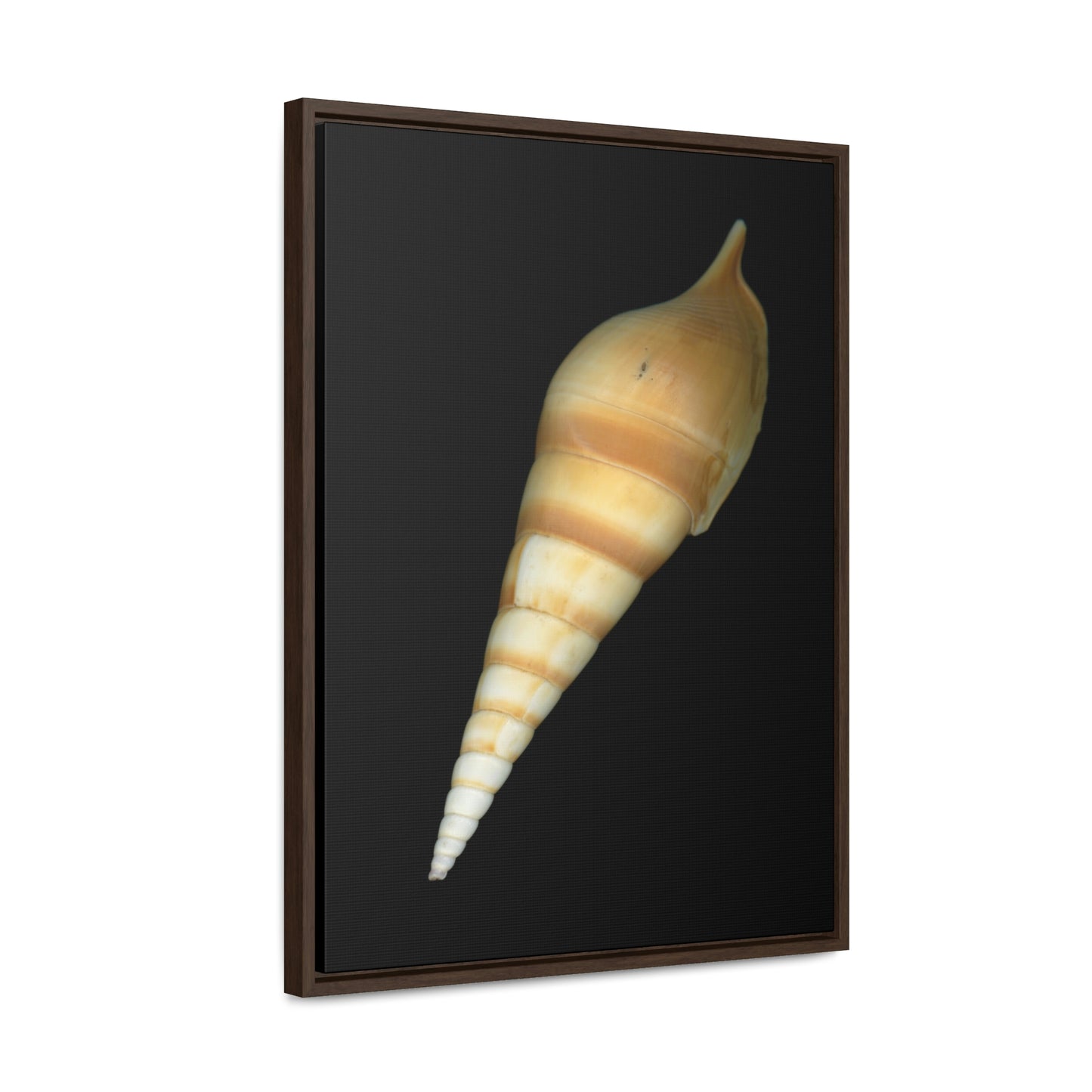 Turrid Shell Tan Dorsal | Framed Canvas | Black Background