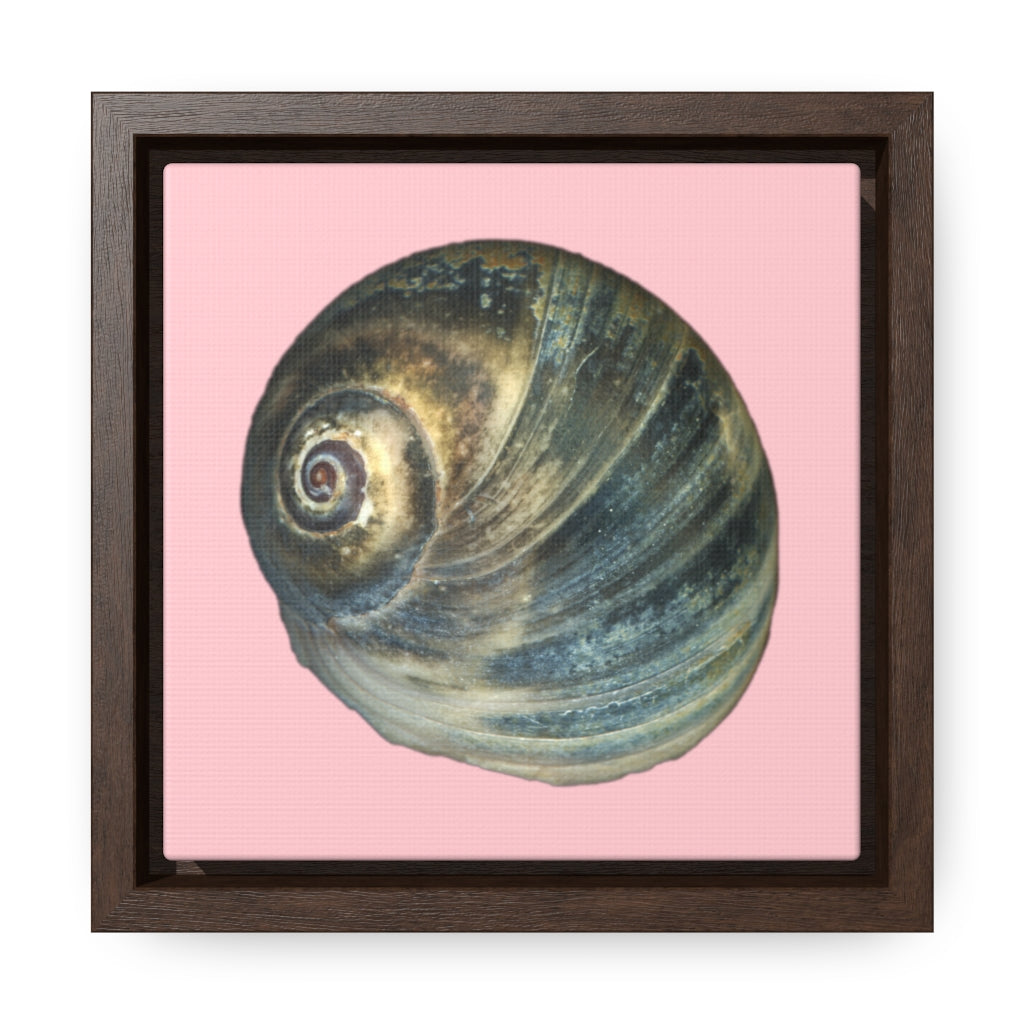 Moon Snail Shell Blue Apical | Framed Canvas | Pink Background