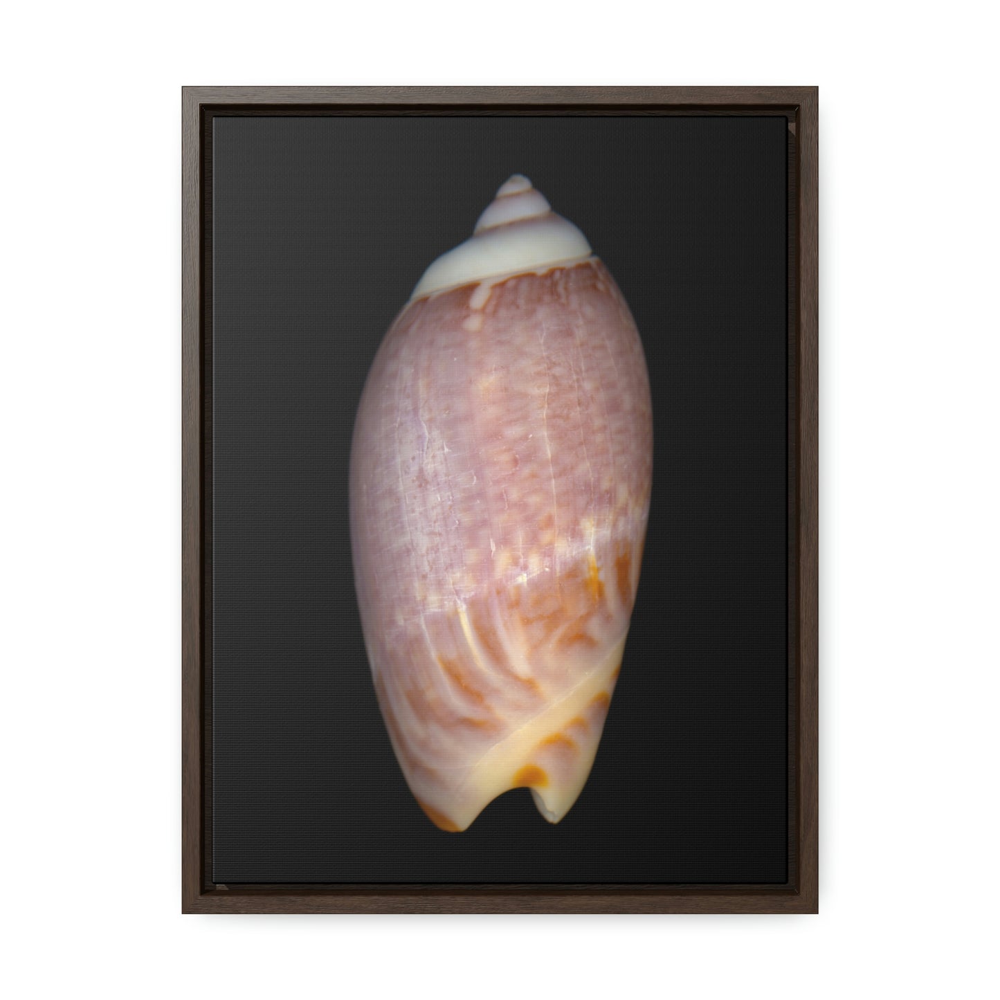 Olive Snail Shell Brown Dorsal | Framed Canvas | Black Background