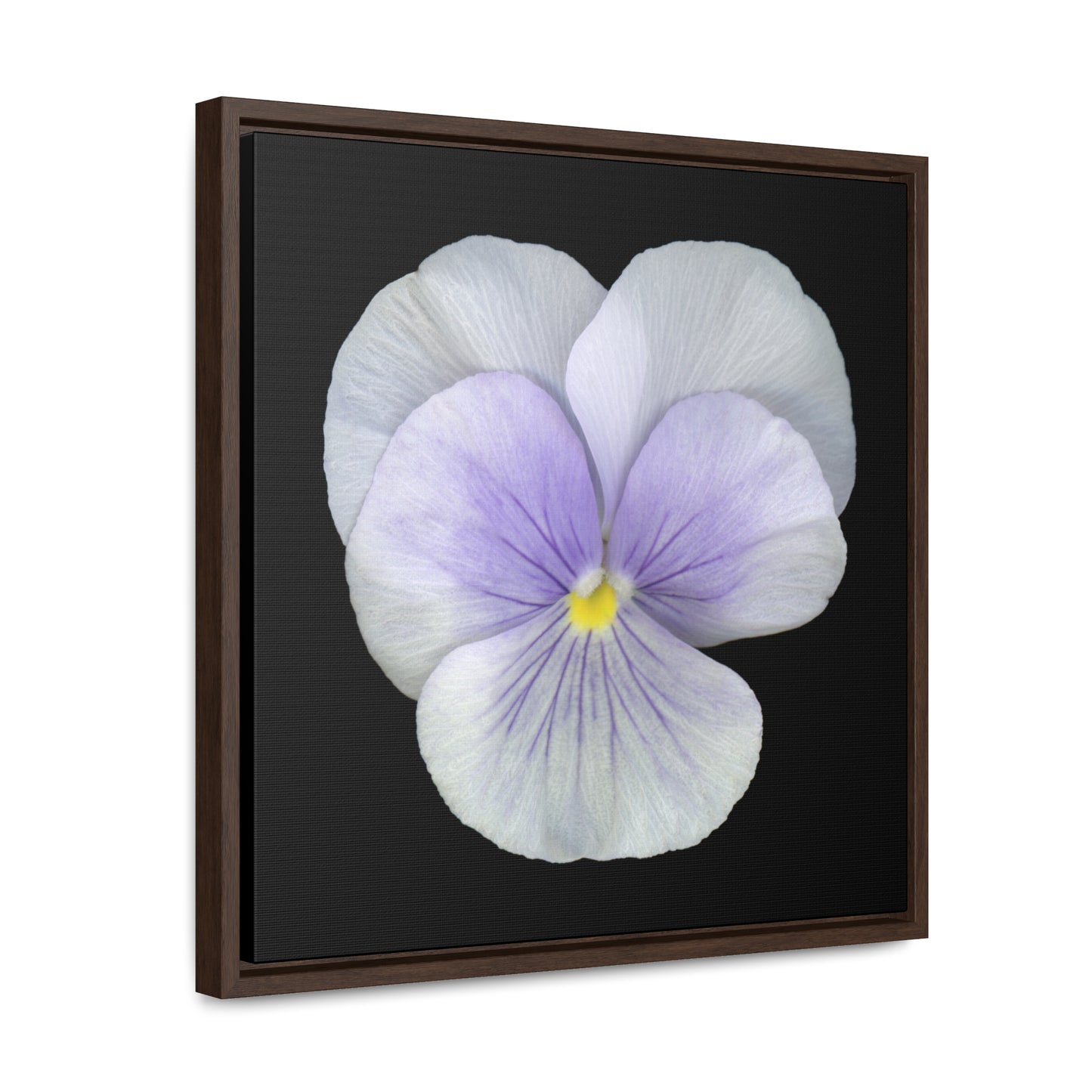 Pansy Viola Flower Lavender | Framed Canvas | Black Background