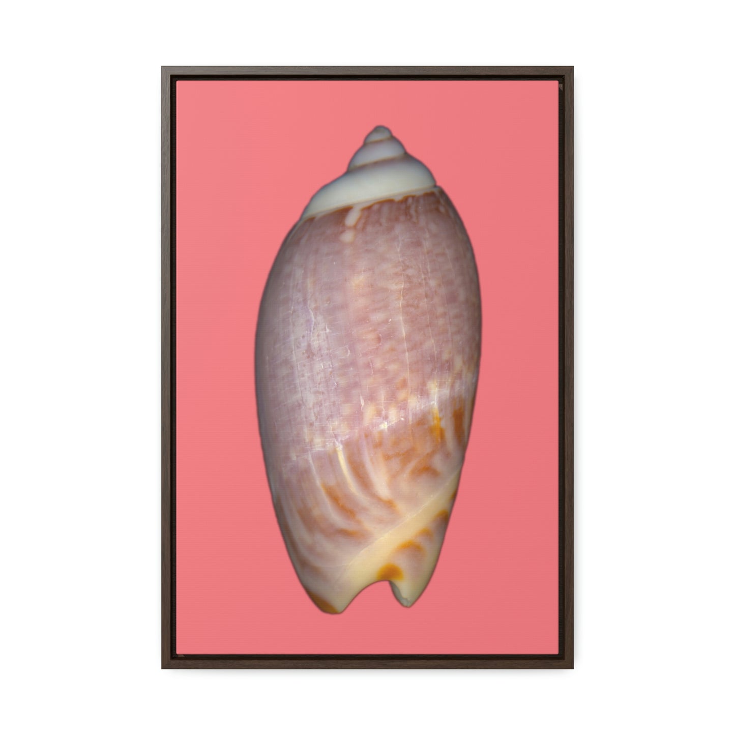 Olive Snail Shell Brown Dorsal | Framed Canvas | Salmon Background