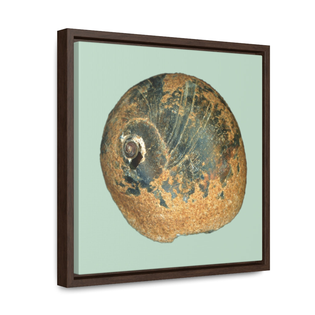 Moon Snail Shell Black & Rust Apical | Framed Canvas | Sage Background