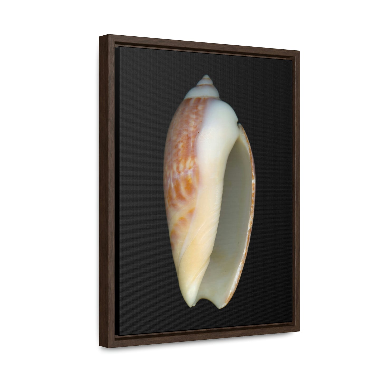 Olive Snail Shell Brown Apertural | Framed Canvas | Black Background