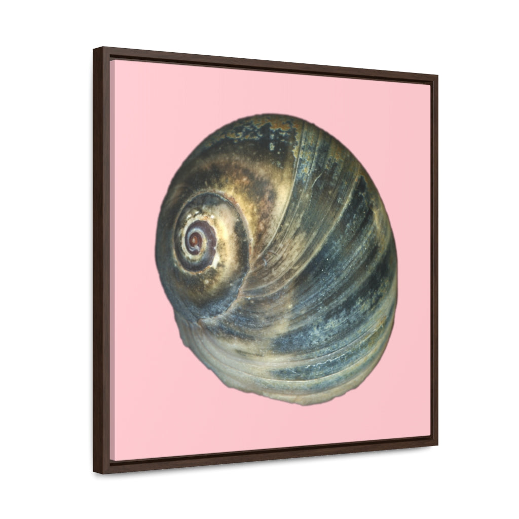 Moon Snail Shell Blue Apical | Framed Canvas | Pink Background