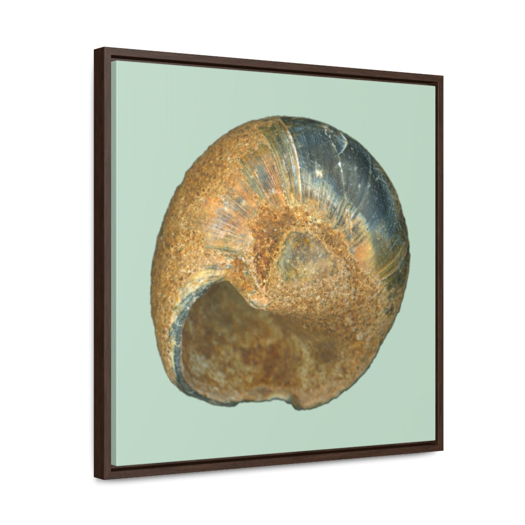 Moon Snail Shell Black & Rust Umbilical | Framed Canvas | Sage Background