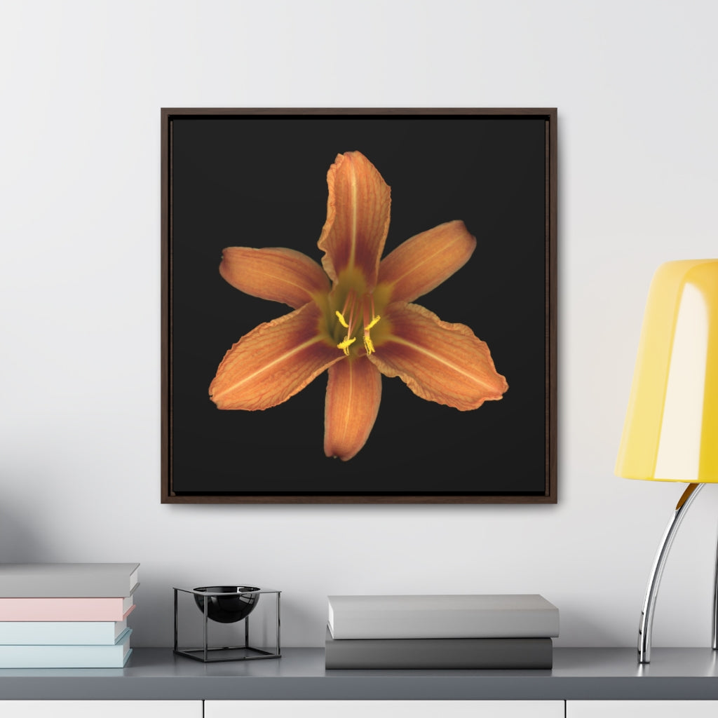 Orange Daylily Flower | Framed Canvas | Black Background