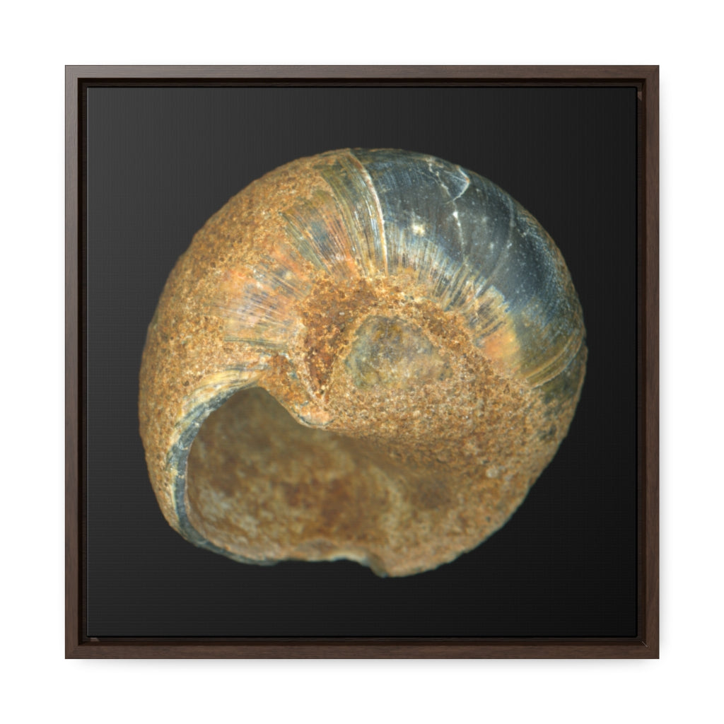 Moon Snail Shell Black & Rust Umbilical | Framed Canvas | Black Background