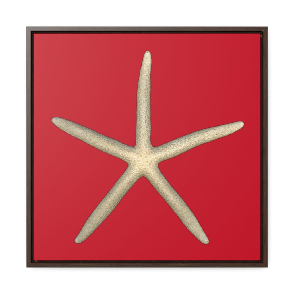 Finger Starfish Shell Top | Framed Canvas | Red Background