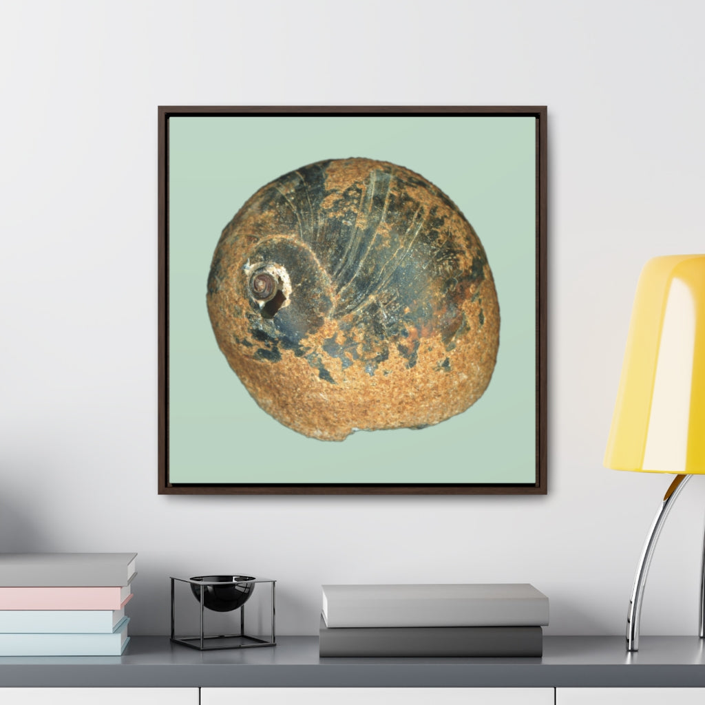 Moon Snail Shell Black & Rust Apical | Framed Canvas | Sage Background