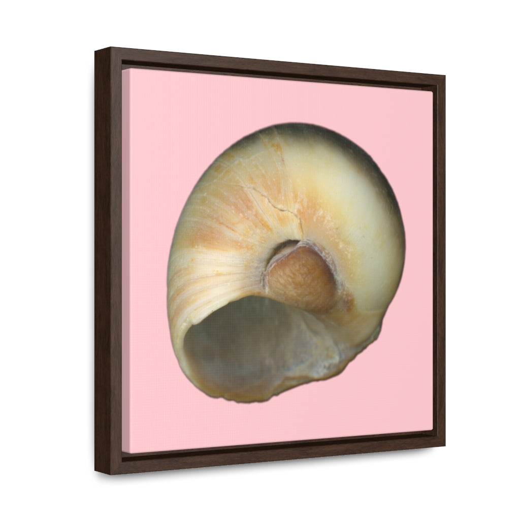 Moon Snail Shell Blue Umbilical | Framed Canvas | Pink Background