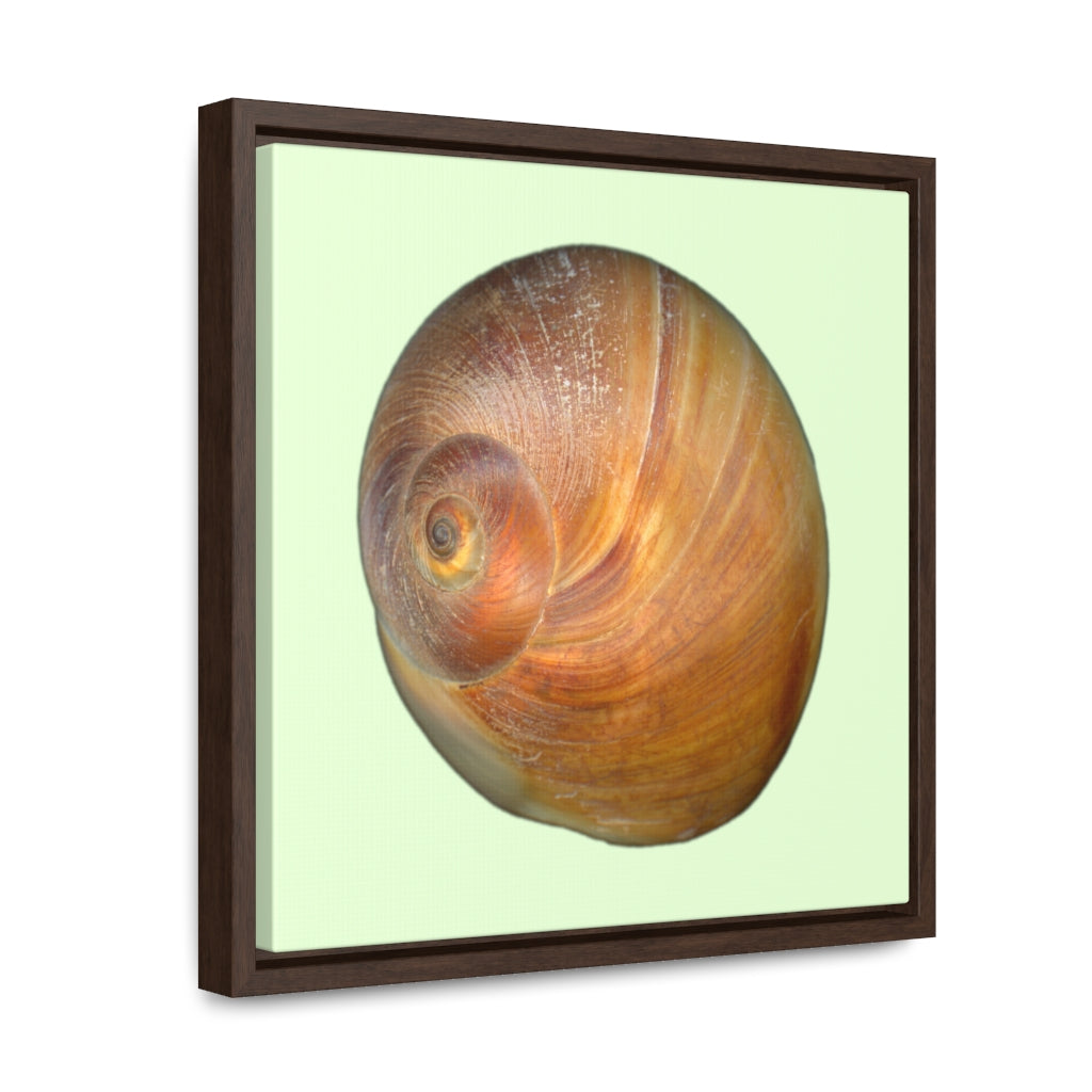 Moon Snail Shell Shark's Eye Apical | Framed Canvas | Sea Glass Background