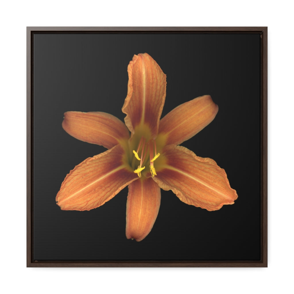 Orange Daylily Flower | Framed Canvas | Black Background