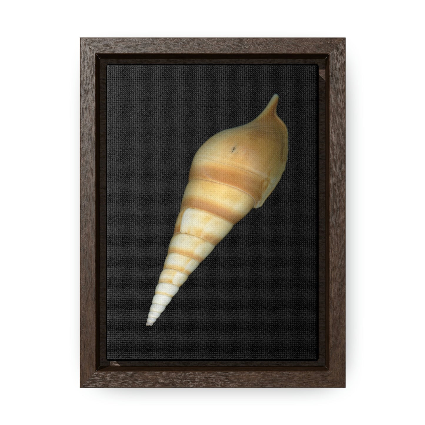 Turrid Shell Tan Dorsal | Framed Canvas | Black Background