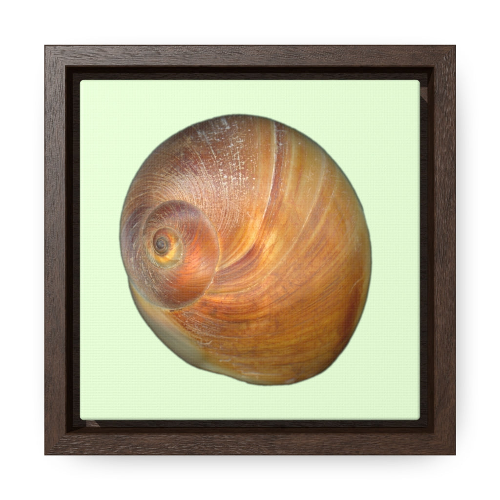 Moon Snail Shell Shark's Eye Apical | Framed Canvas | Sea Glass Background