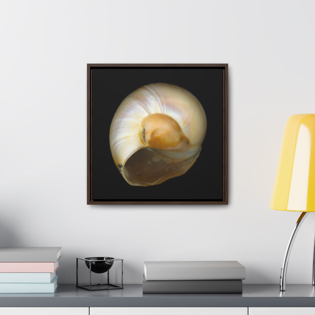 Moon Snail Shell Shark's Eye Umbilical | Framed Canvas | Black Background