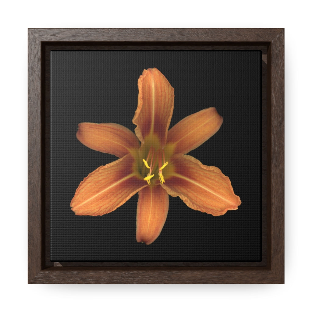 Orange Daylily Flower | Framed Canvas | Black Background