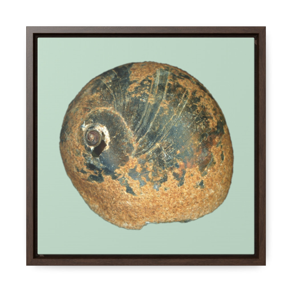 Moon Snail Shell Black & Rust Apical | Framed Canvas | Sage Background