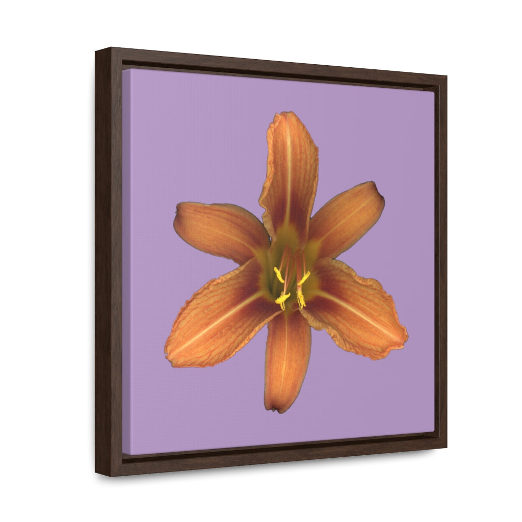 Orange Daylily Flower | Framed Canvas | Lavender Background