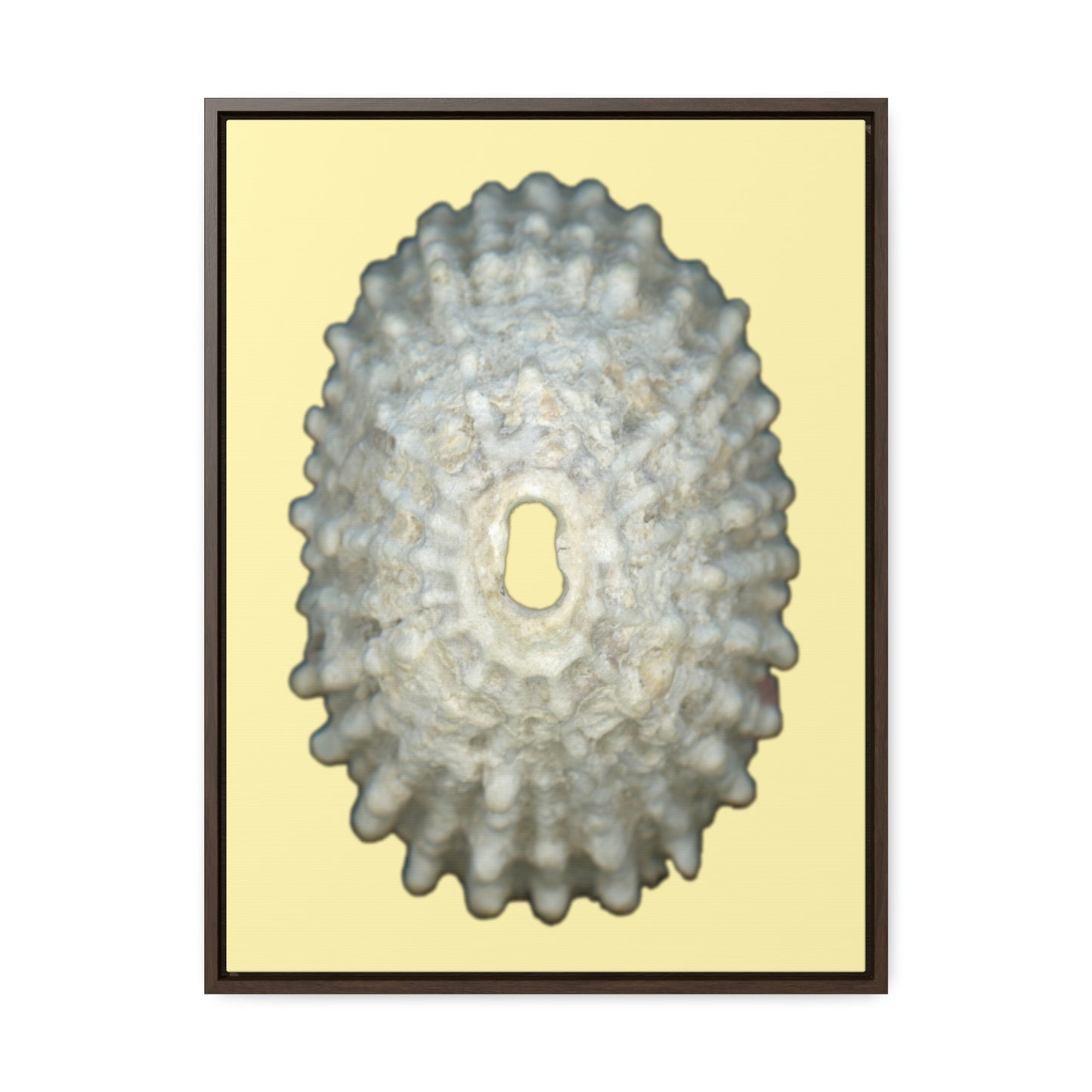 Keyhole Limpet Shell White Exterior | Framed Canvas | Sunshine Background