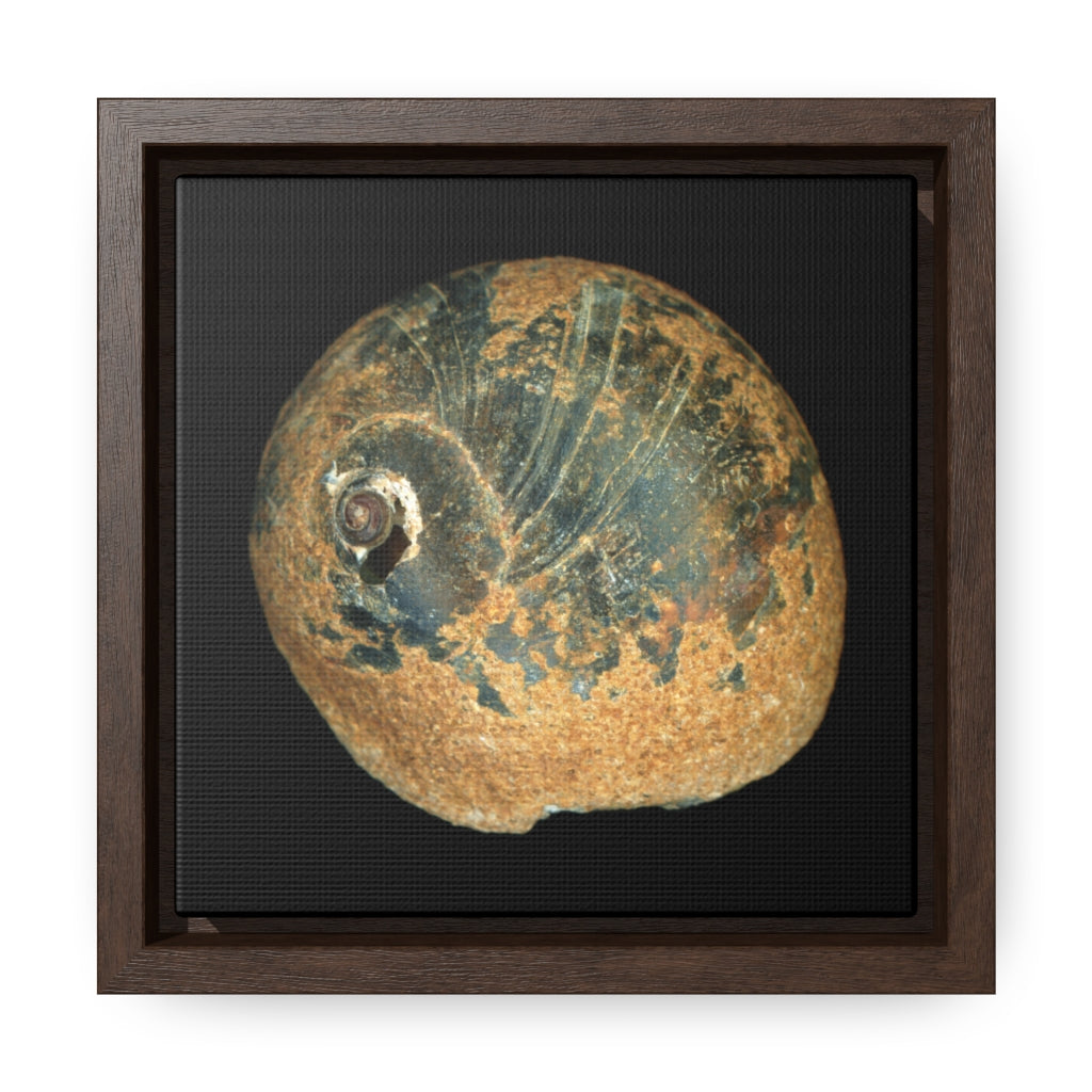 Moon Snail Shell Black & Rust Apical | Framed Canvas | Black Background