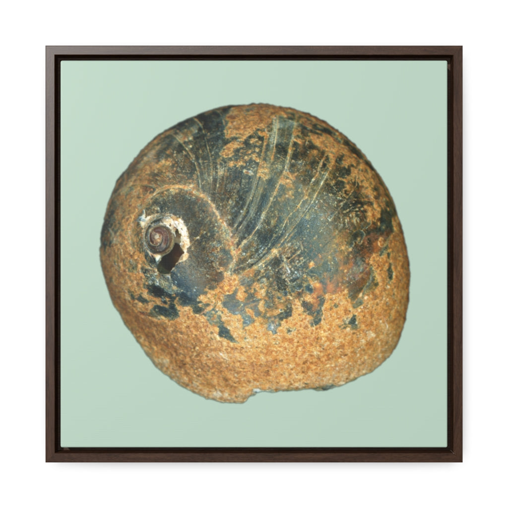 Moon Snail Shell Black & Rust Apical | Framed Canvas | Sage Background